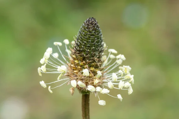 Keskeny Levelű Növényről Plantago Lanceolata Készült Makró Felvétel — Stock Fotó