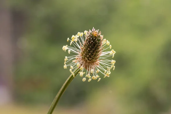 Macro Shot Una Planta Plátano Hoja Estrecha Plantago Lanceolata — Foto de Stock