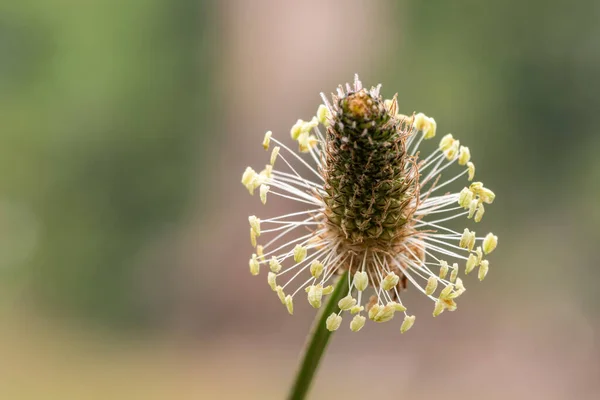 Macro Shot Una Planta Plátano Hoja Estrecha Plantago Lanceolata — Foto de Stock