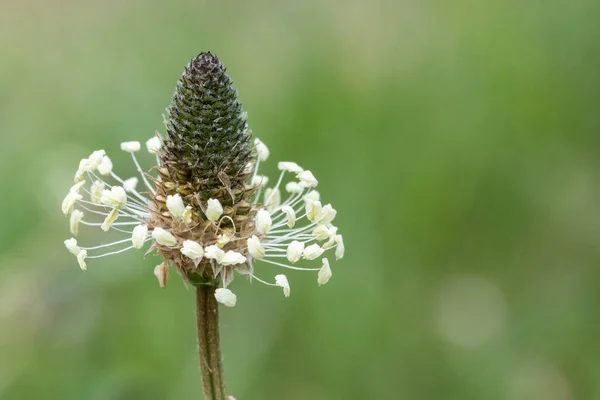 Macro Shot Una Planta Plátano Ribwort Plantago Lanceolata —  Fotos de Stock