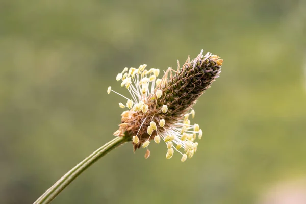 Macro Shot Narrowleaf Plantain Plantago Lanceolata Plant — Stock Photo, Image