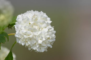 Çiçekleri bir viburnum opulus çalılığında kapat
