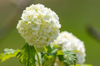 Çiçekleri bir viburnum opulus çalılığında kapat