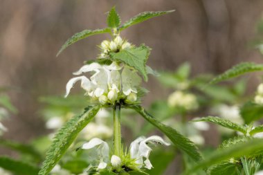 Isırgan otunun (urtica dioica) çiçek açmasına yakın