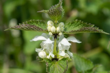 Isırgan otunun (urtica dioica) çiçek açmasına yakın