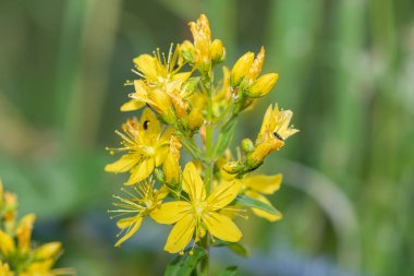 Çiçek açmış bir Saint Johns otunun (hypericum perforatum) kapağını kapat