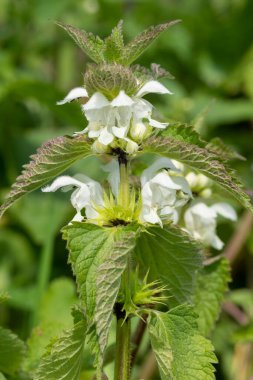 Isırgan otunun (urtica dioica) çiçek açmasına yakın