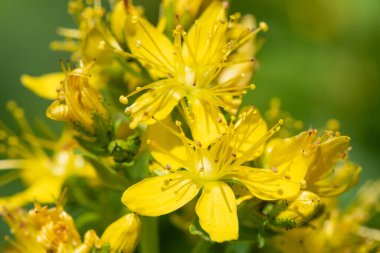 Çiçek açmış bir Saint Johns otunun (hypericum perforatum) kapağını kapat