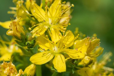 Çiçek açmış bir Saint Johns otunun (hypericum perforatum) kapağını kapat