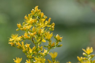 Çiçek açmış bir Saint Johns otunun (hypericum perforatum) kapağını kapat