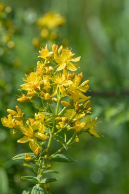 Çiçek açmış bir Saint Johns otunun (hypericum perforatum) kapağını kapat