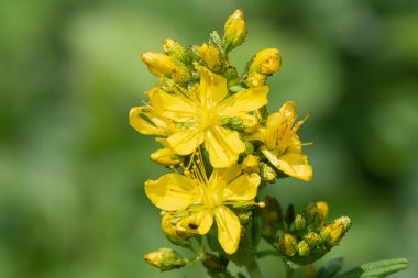 Çiçek açmış bir Saint Johns otunun (hypericum perforatum) kapağını kapat