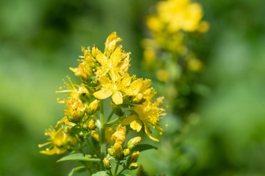 Çiçek açmış bir Saint Johns otunun (hypericum perforatum) kapağını kapat