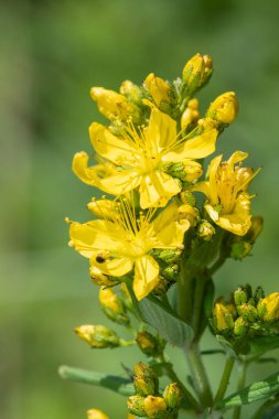 Çiçek açmış bir Saint Johns otunun (hypericum perforatum) kapağını kapat