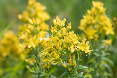 Çiçek açmış bir Saint Johns otunun (hypericum perforatum) kapağını kapat