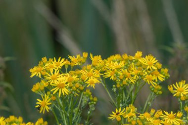 Yaygın bir ragwort (jacobaea vulgaris) bitkisindeki çiçekleri kapat