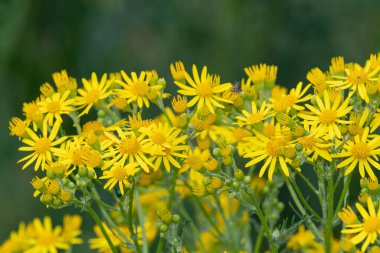 Yaygın bir ragwort (jacobaea vulgaris) bitkisindeki çiçekleri kapat