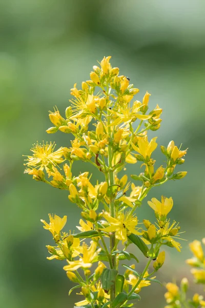 Detail Kvetoucí Rostliny Třezalky Tečkované Hypericum Perforatum — Stock fotografie