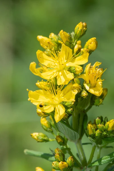 Primer Plano Una Planta Hierba San Juan Hypericum Perforatum Flor — Foto de Stock