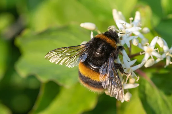 Makro Skott Humla Pollinatingf Rådjurshund Cornus Drummondii Blommor — Stockfoto