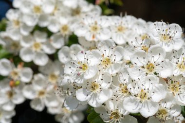 Mayflower (krataegus laevigata) çiçeğini kapat
