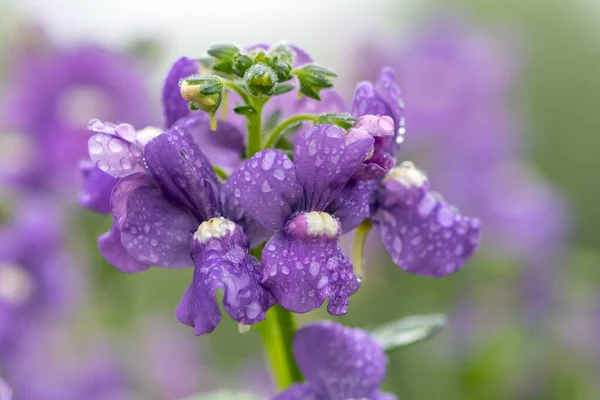 一朵朵盛开的紫绿色菊花 — 图库照片