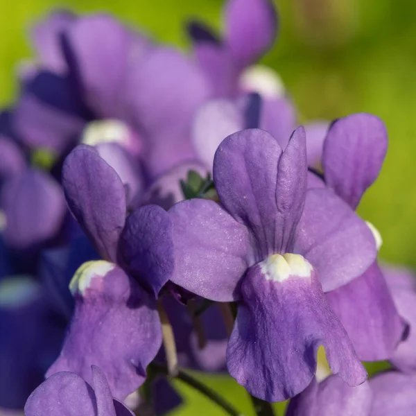 Tutup Bunga Nemesia Ungu Mekar — Stok Foto