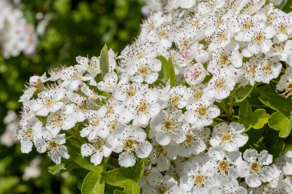 五月花 Crataegus Laevigata 的特写 — 图库照片