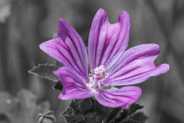 Colorsplash Una Flor Común Malva Malva Sylvestris —  Fotos de Stock