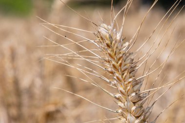 Tarladaki buğday (triticum aestivum) bitkisini hasat etmeye hazır hale getir