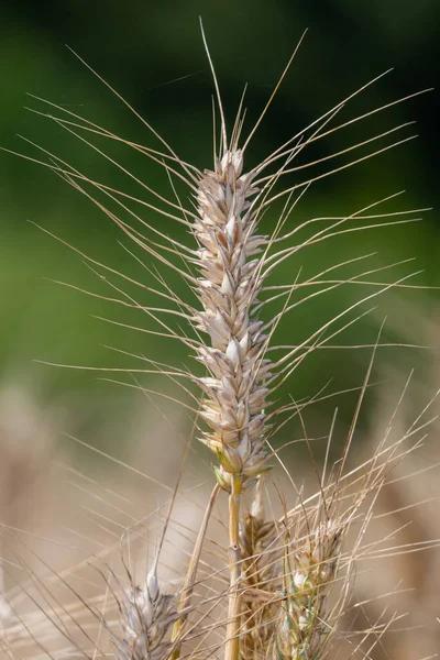 Close Wheat Triticum Aestivum Plant Field Ready Harvest — Stock Photo, Image