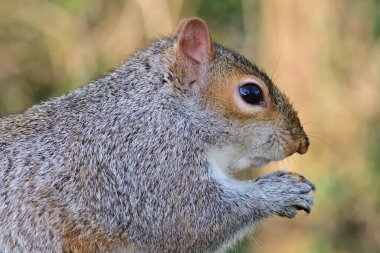 Fındık yiyen gri bir sincabın (Sciurus carolinensis) portresini kapat