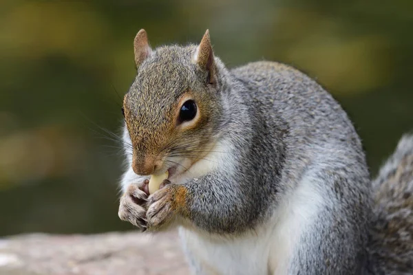 Close Portrait Grey Squirrel Sciurus Carolinensis Eating Nut — Stock Photo, Image