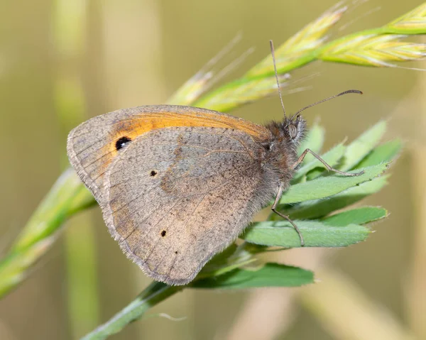 Close Van Een Weiland Bruine Maniola Jurtina Vlinder Een Plant — Stockfoto