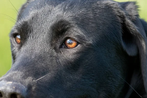 Nahaufnahme Kopfschuss Eines Niedlichen Schwarzen Labradors — Stockfoto