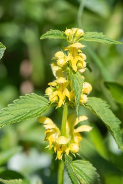 Çiçek açan sarı bir başmeleğin (lamium galeobdolon) kapağını kapat