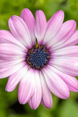 Pembe bir Afrika papatyasının (osteospermum) kapağı.