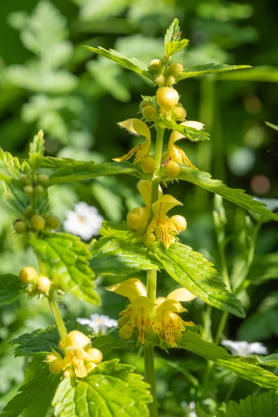 Close Uma Planta Arcanjo Amarelo Lamium Galeobdolon Flor — Fotografia de Stock