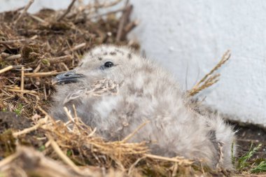 Çatıda bir bebek martının portresi