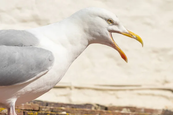 Porträt Einer Möwe Die Kreischt — Stockfoto