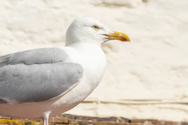 Porträt Einer Möwe Die Auf Einem Dach Thront — Stockfoto