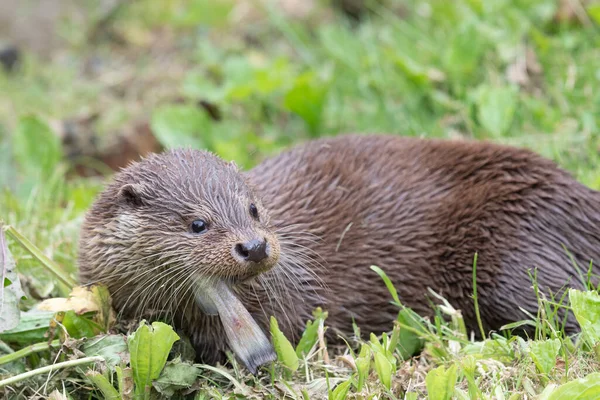 Close Eurasian Otter Lutra Lutra Eating Fish — Stock Photo, Image