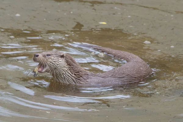 Lontra Eurasiatica Lutra Lutra Che Nuota Acqua Mentre Mangia Pesce — Foto Stock