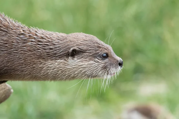 Head Shot Asian Small Clawed Otter Amblonyx Cinerea Sitting Log — Stock Photo, Image