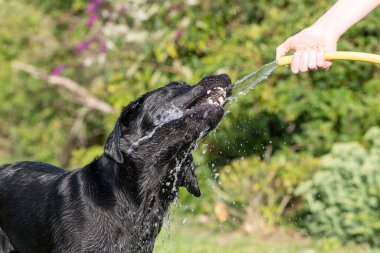 Bahçe hortumundan su içmeye çalışan aptal bir kara labrador portresi. 