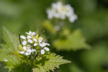 Çiçek açmış bir sarımsak hardalı (alliara petiolata) bitkisinin kapağını kapat