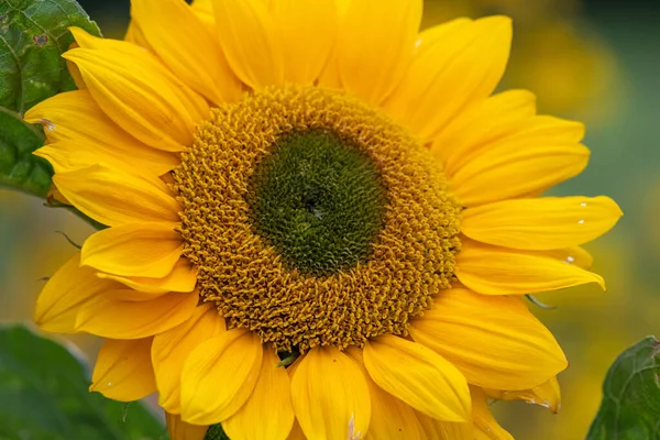 Primer Plano Una Cabeza Girasol Con Fondo Verde —  Fotos de Stock