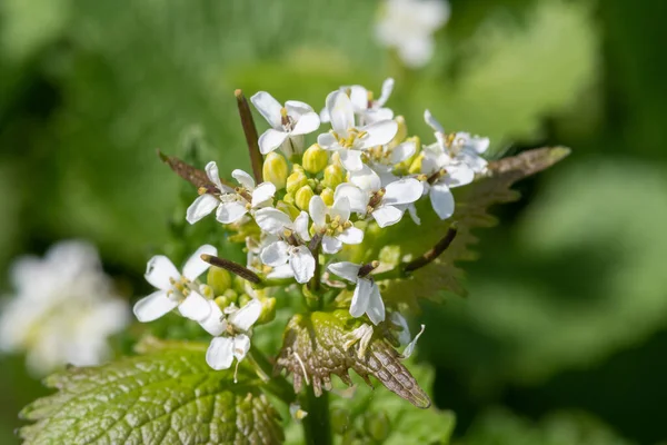 Närbild Vitlökssenap Alliara Petiolata Växt Blom — Stockfoto