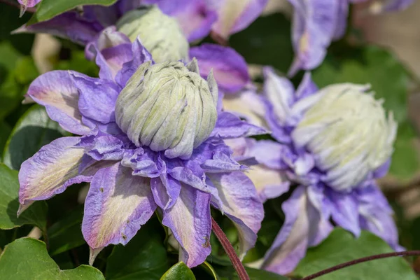 開花中のクレマチスの花の終わり — ストック写真