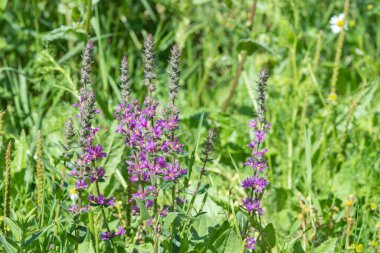 Çiçekler açan mor gevşeme (lythrum salicaria) çiçeklerine yaklaş